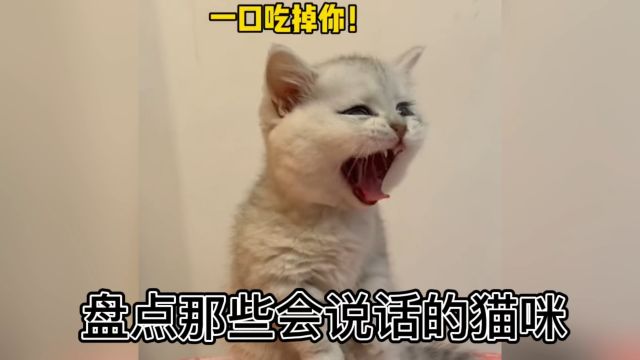 盘点那些会说话的小猫咪,喵喵~