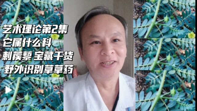 艺术理论第2集它属什么科刺蒺藜宝藏干货野外识别草草药