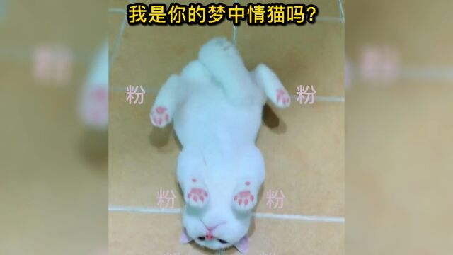 这粉嫩粉嫩的猫咪少见啊