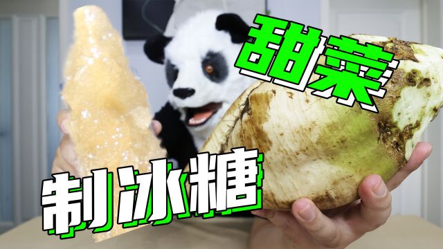 历时4天!终于用甜菜制出了冰糖!你们还想看用什么制糖?