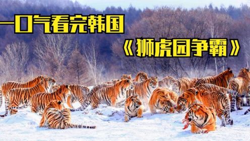 一口气看完韩国《狮虎园争霸》，东北虎大强子睥睨韩国狮虎园故事