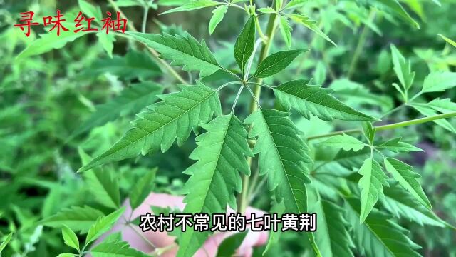 农村的黄荆叶是个宝,都有啥好价值?看完涨知识了