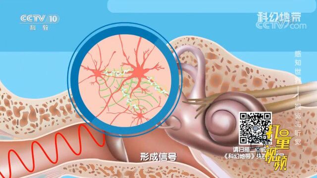 声波传到人耳鼓膜会振动耳中的神经末梢,从而形成信号