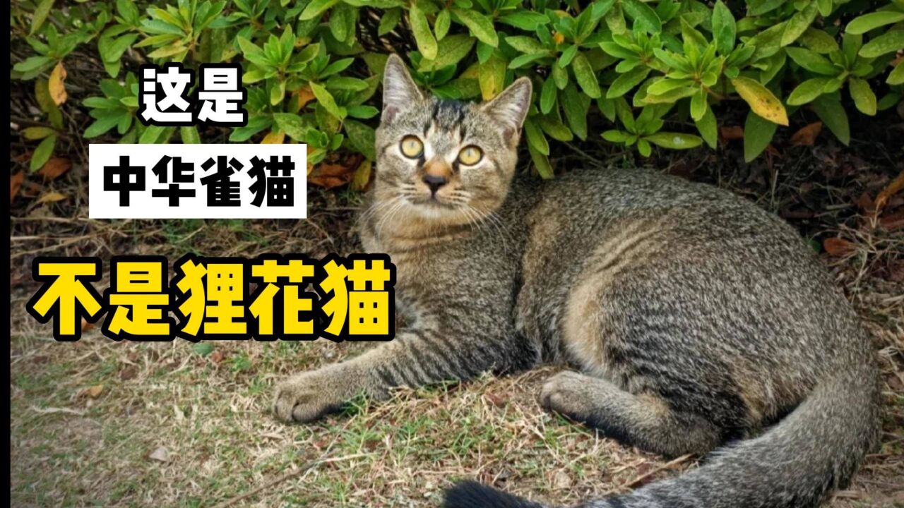 这是中华雀猫,别再叫它狸花猫了!_高清1080P在线观看平台_腾讯视频
