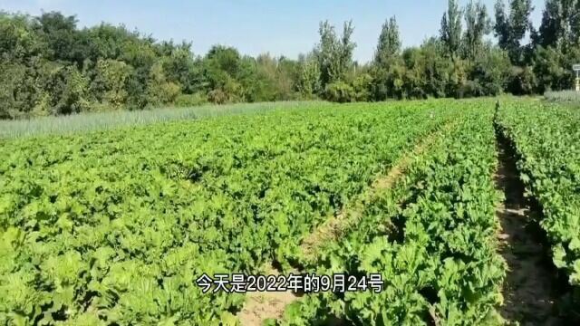 白菜地里无烟的战争:白僵菌vs菜青虫,胜负如何?从立秋到秋分45天观察