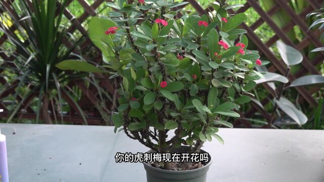 虎刺梅盆里加一勺它,能持续开花一整年