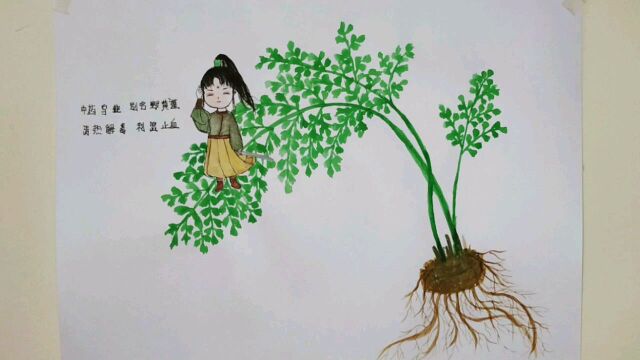 国风手绘中药拟人—乌韭,中药也可以很有趣,创意绘画,中药乌韭