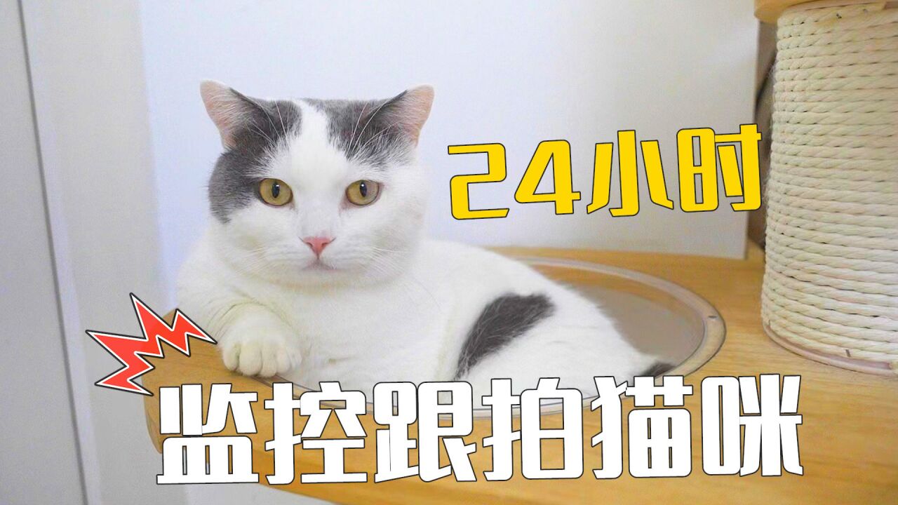 小奶猫的成长日记_24小时跟拍猫咪,才发现猫这么烦人_高清1080P在线观看平台_腾讯视频
