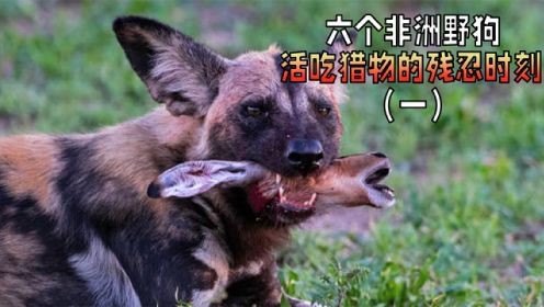 盘点六个非洲野狗活吃猎物的残忍时刻，场面令人痛心