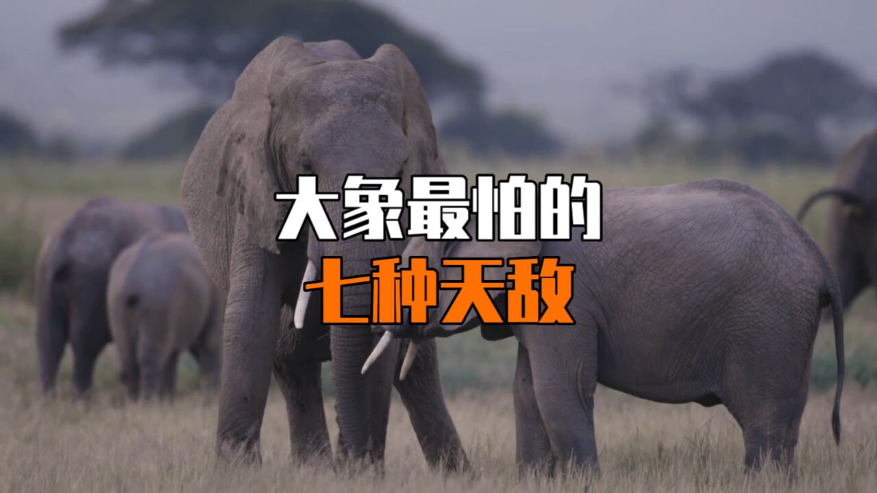 大象最怕的七种天敌是什么？_高清