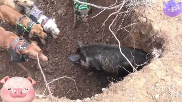 野猪与猎人的较量,近距离感受巨型野猪,带来的视觉震撼