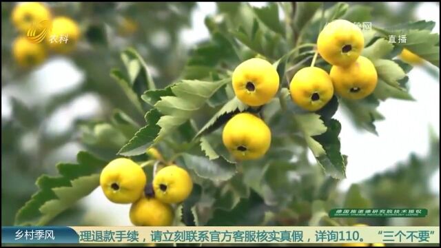 大叔承包荒山种植黄山楂,口感软糯,成“网红”产品