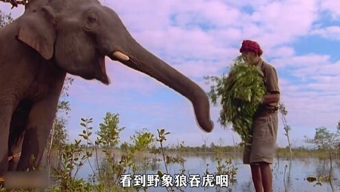 越南孟族捕象人，用六十米长的索套徒手捉大象，驯化之后再放生