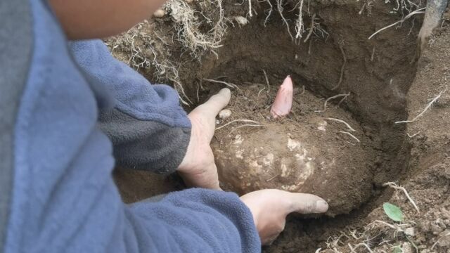 坟地里发现一颗野生大魔芋 9块钱一斤足足十几斤 猜猜能赚多少钱