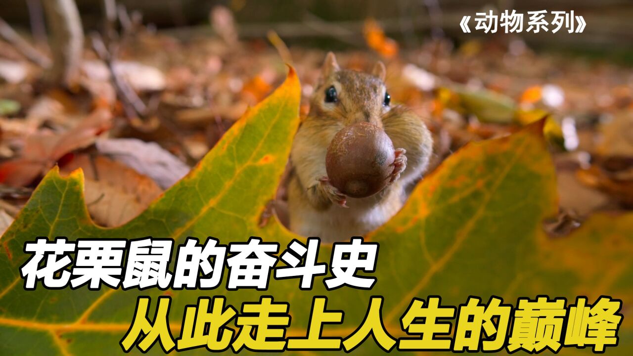 努力的花栗鼠,总被年轻力壮的欺负,连一口吃的都找不到,纪录片_腾讯