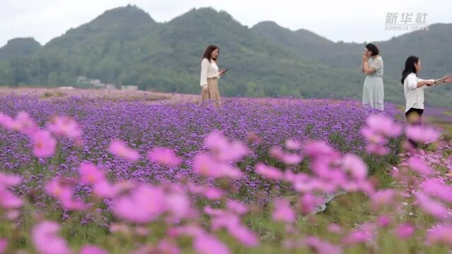 贵州花溪:农旅融合促振兴