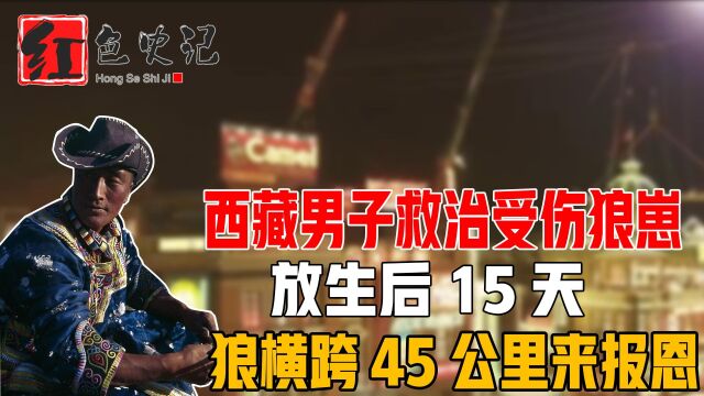 西藏男子救治受伤狼崽,放生后15天,狼横跨45公里来报恩