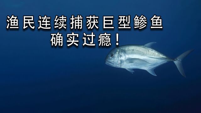 渔民连续捕获巨型鲹鱼,确实过瘾!