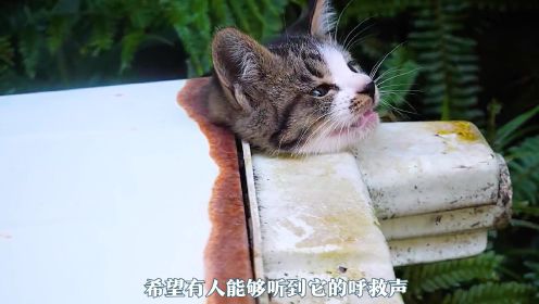拯救被困洗衣机的小猫咪#动物救助 #流浪猫