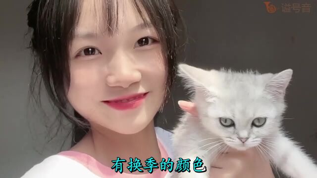 封茗囧菌翻唱《有何不可》女生版,我好想住你隔壁