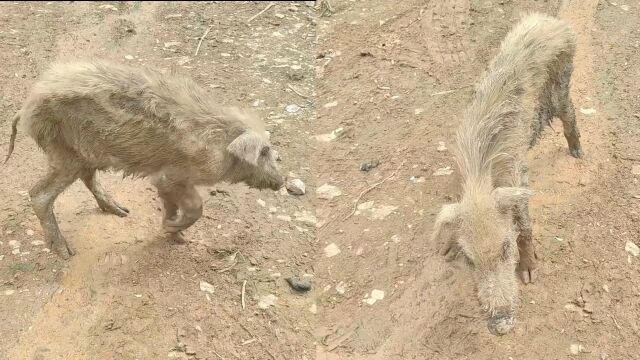 家养猪跑入深山走丢,半个月后主人意外找回,全身暴瘦走路打摆