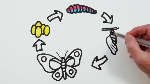 儿童简笔画,1分钟学会画蚕的一生化蝶并涂色