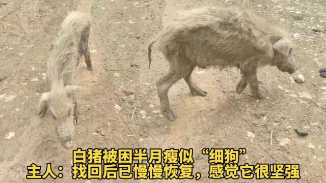 白猪被困半月瘦似“细狗”主人:找回后已慢慢恢复,感觉它很坚强