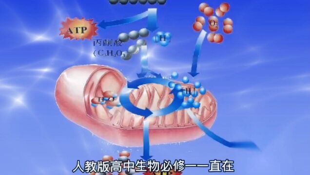 运用后肌肉酸痛和乳酸真的有关吗?