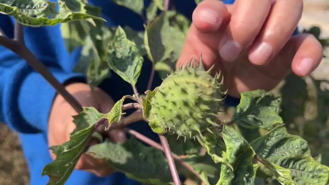 农村常见植物野茄子,被誉为“江湖蒙汗药”,遇见请远离它