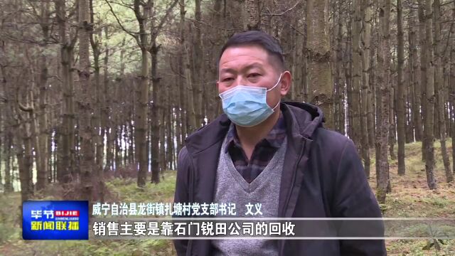 威宁:高原特色农业助力乡村振兴