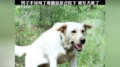 #神犬奇兵 男子不知自己炖了毒蘑菇，差点吃下，不料被身边军犬相救