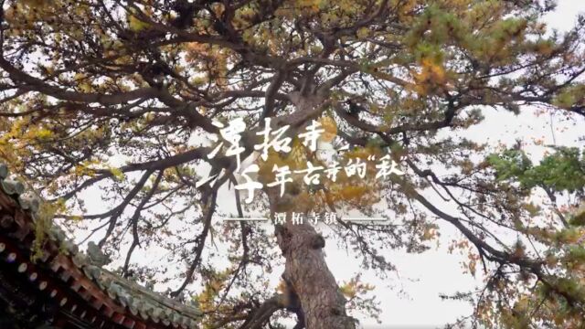 先有“潭柘寺”,后有北京城,秋天一定要去潭柘寺看看千年古银杏帝王树