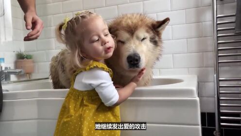 不愿意洗澡的阿拉斯加犬，竟被小主人成功说服，简直太可爱了！