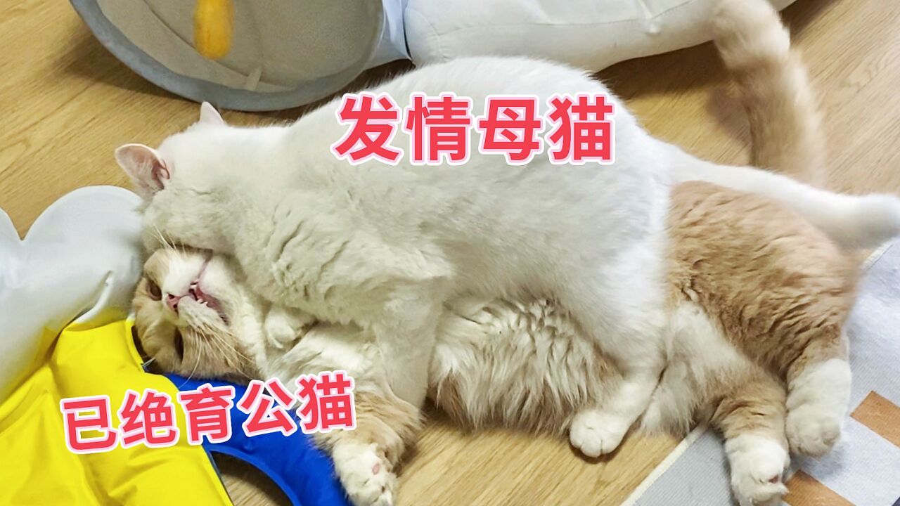 当发情母猫遇到绝育公猫!_高清1080P在线观看平台_腾讯视频