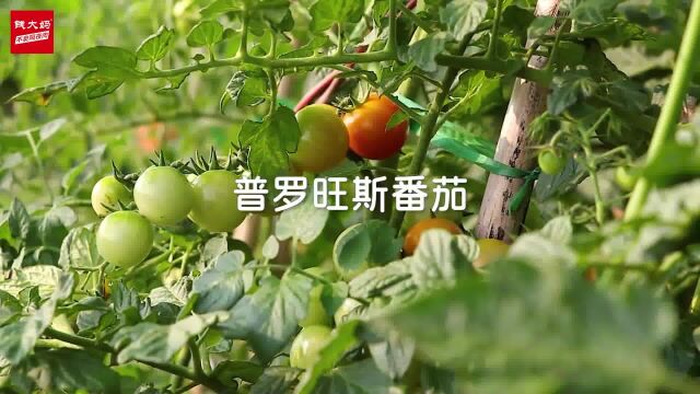 钱大妈鲜选心品——普罗旺斯番茄,以自然营养成就非凡品质