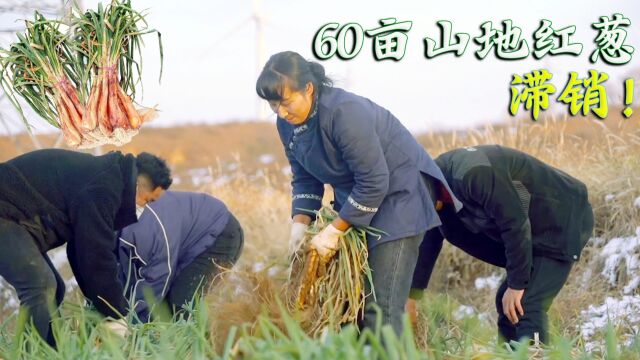 60亩山地红葱滞销!又逢冬雪,众人紧急挖回家里储存,望还能售出