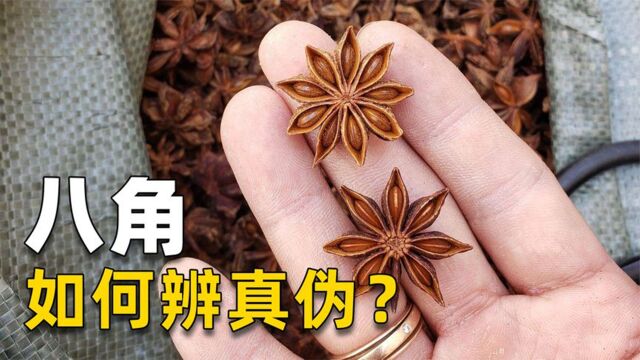 买八角,认清“直角”和“钩角”,避免买到冒牌货,假八角有毒