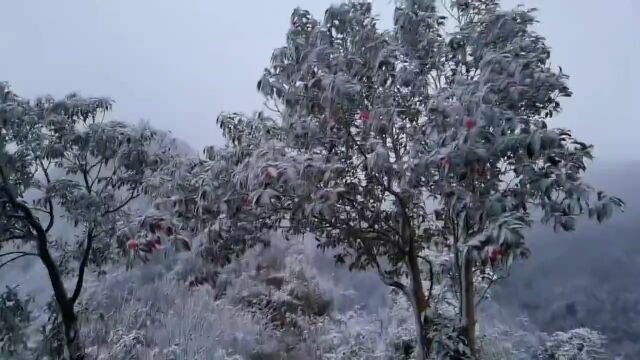 古蔺下雪了,邂逅虎头山冬日第一场雪