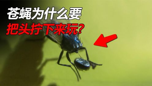 苍蝇为什么要把头拧下来玩？科学家发现苍蝇的超能力！