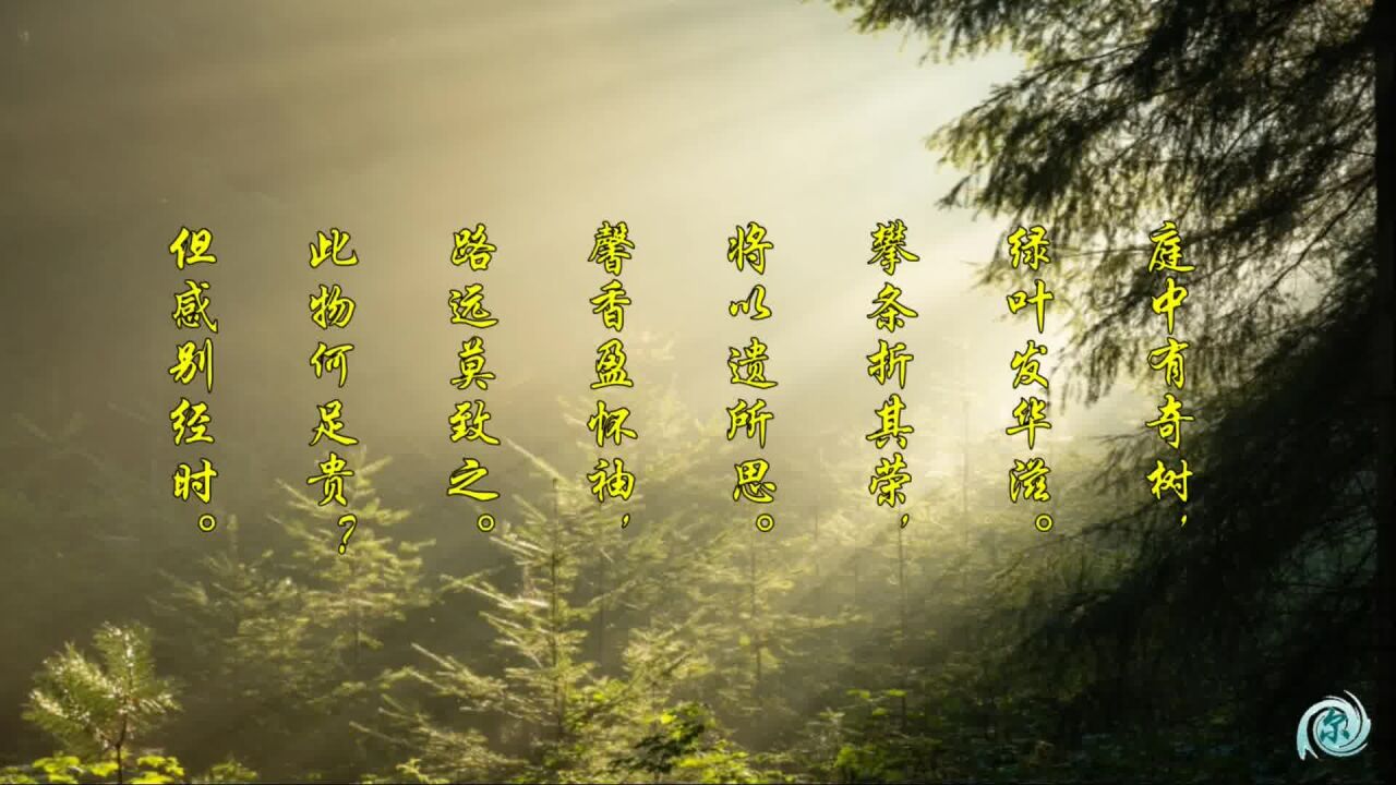 古诗十九首-庭中有奇树:此物何足贵?但感别经时_高清1080P在线观看平台_腾讯视频