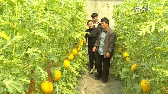 程庄镇召开西甜瓜特色产业新闻发布会