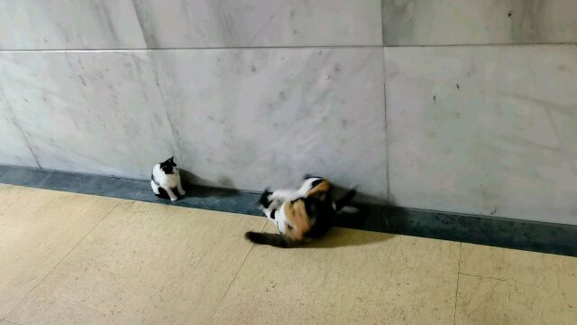 #猫咪日常#三花猫