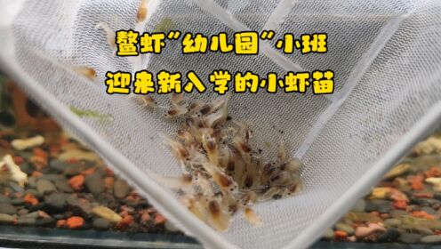 鳌虾“幼儿园”小班，迎来新去入学的小虾苗，三色幽灵鳌虾