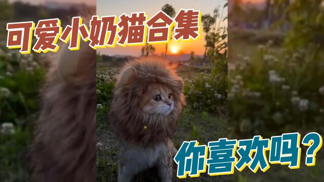 可爱小奶猫合集,你喜欢吗?