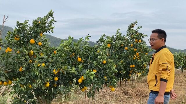 来前辈的果园学习,原来用花生枯做肥料就能丰产,涨见识了