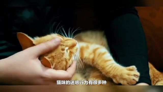 猫咪为什么咬你