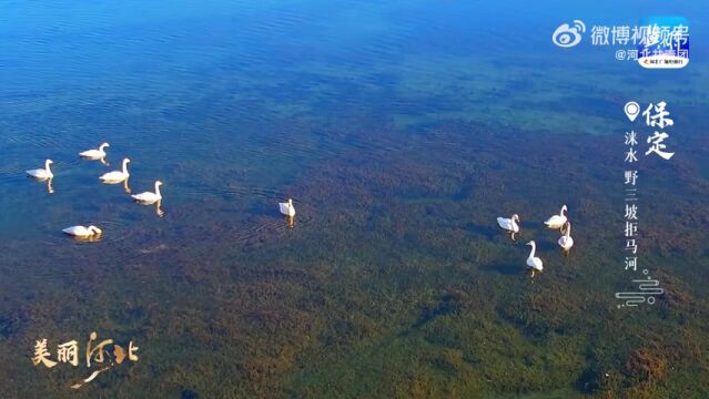 美丽河北 冬日的野三坡拒马河,波光潋滟 流水潺潺,每年此时都会有白天鹅到这里觅食嬉戏,如镜的河面上,优雅的白天鹅