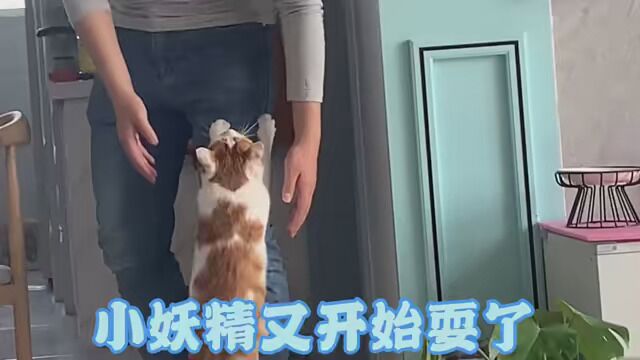 小妖精一个