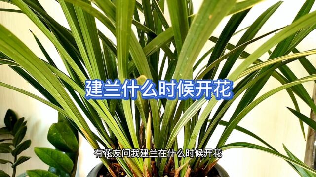 建兰什么时候开花?看视频了解