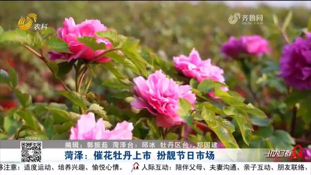 菏泽30万盆催花牡丹上市,“绽放”年宵花市场,花农开启致富大门